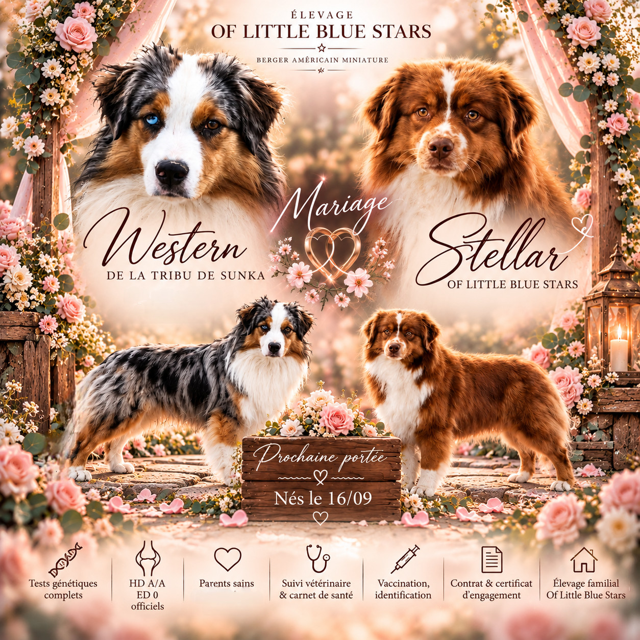 Chiot Berger Américain Miniature  Of Little Blue Stars