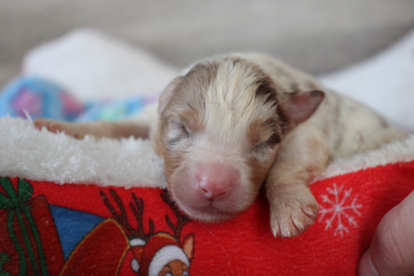 Of Little Blue Stars - Chiots disponibles - Berger Australien