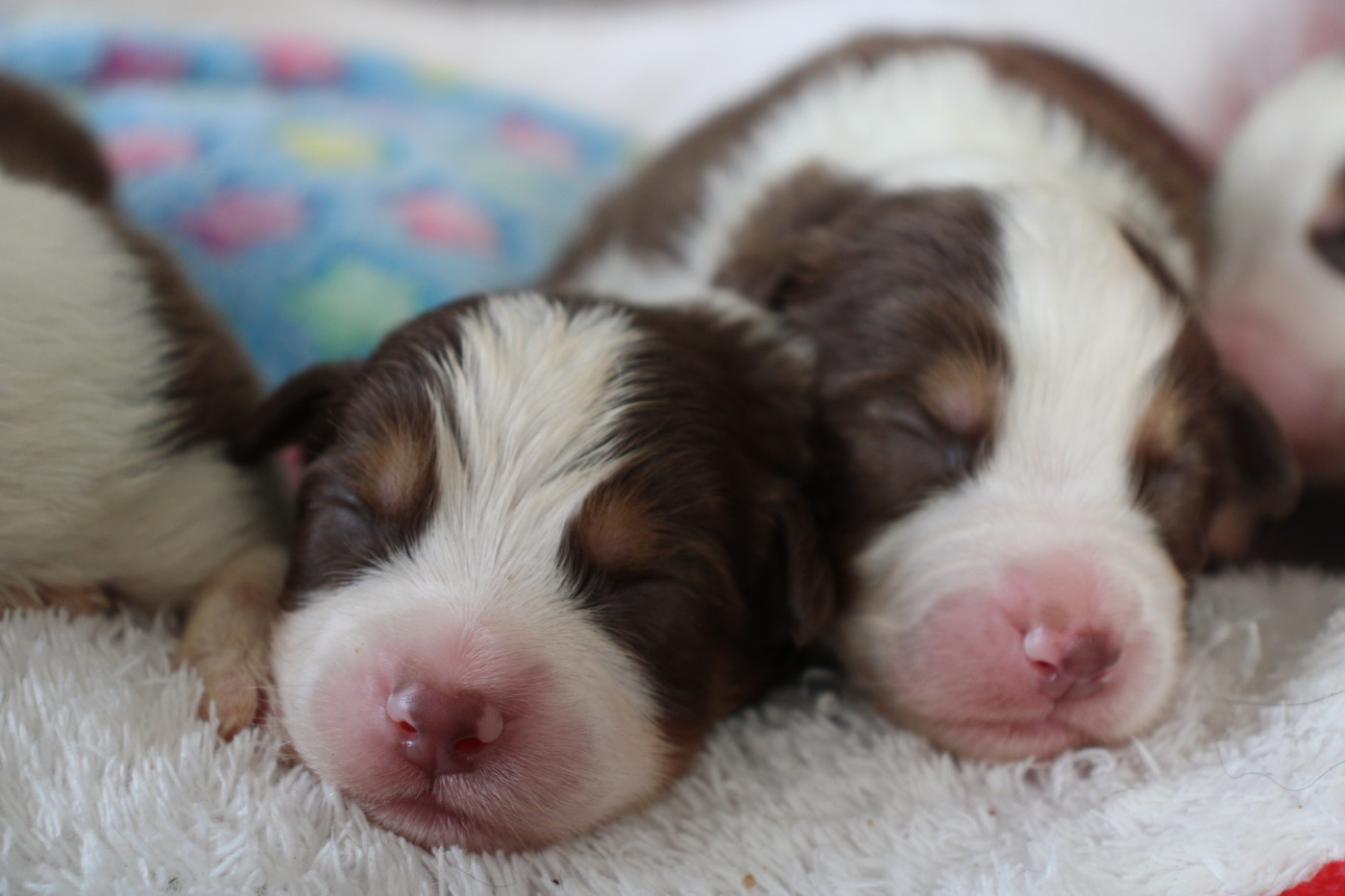 Of Little Blue Stars - Chiots disponibles - Berger Australien