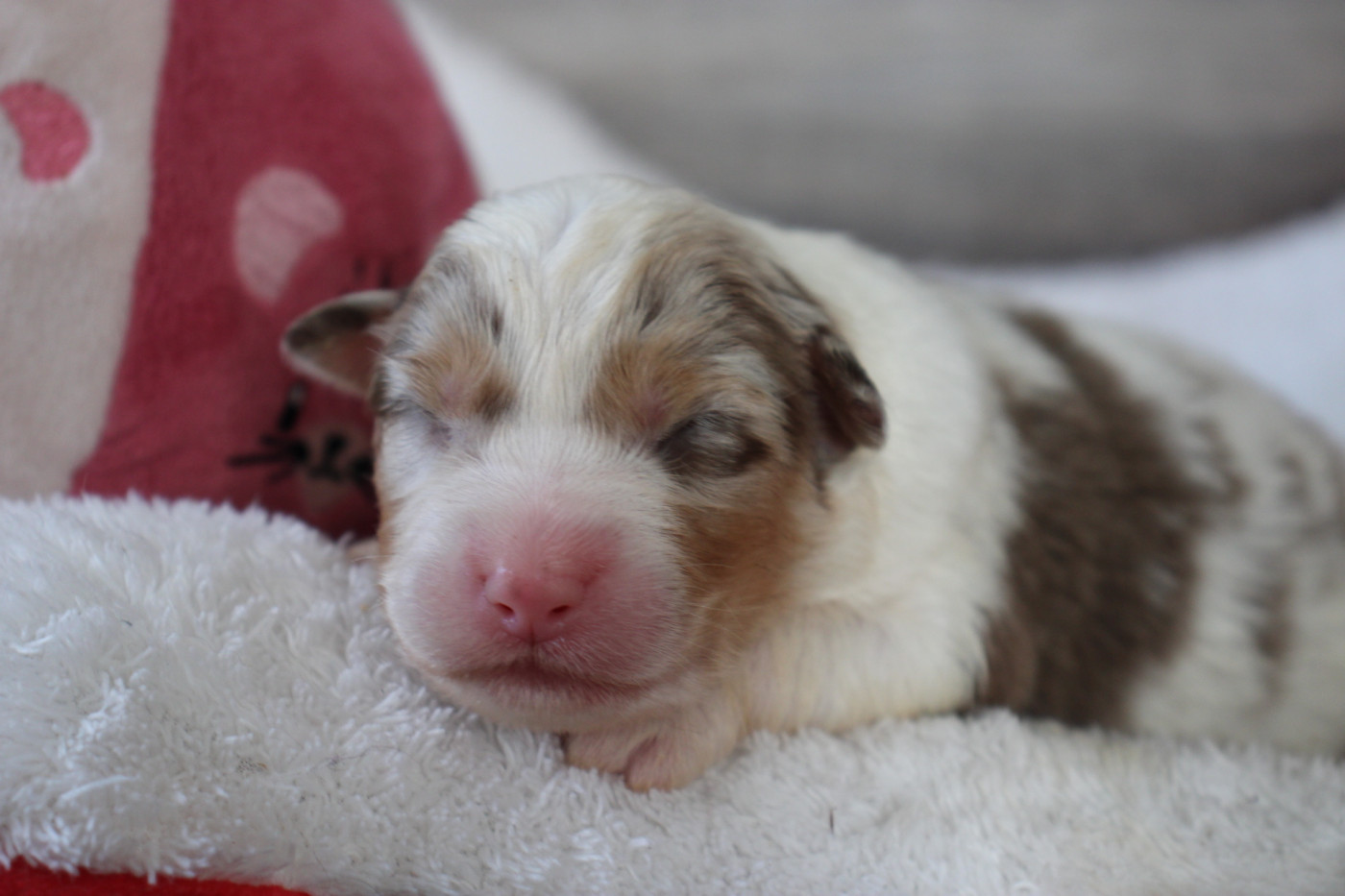 Of Little Blue Stars - Chiots disponibles - Berger Australien