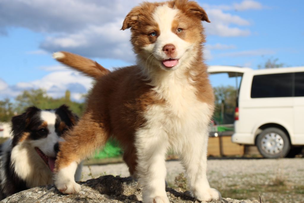Of Little Blue Stars - Chiots disponibles - Berger Australien