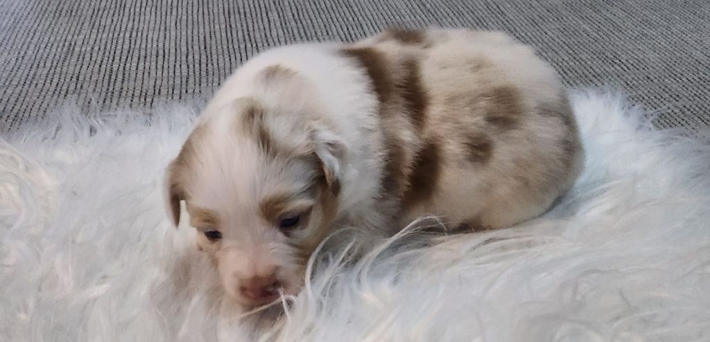 Of Little Blue Stars - Chiots disponibles - Berger Américain Miniature 