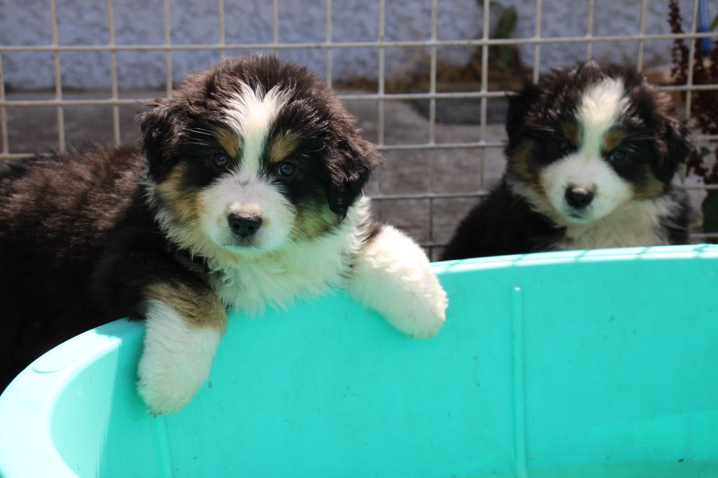 Of Little Blue Stars - Chiots disponibles - Berger Américain Miniature 