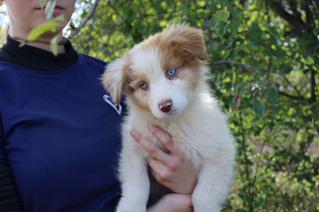 Of Little Blue Stars - Chiots disponibles - Berger Australien