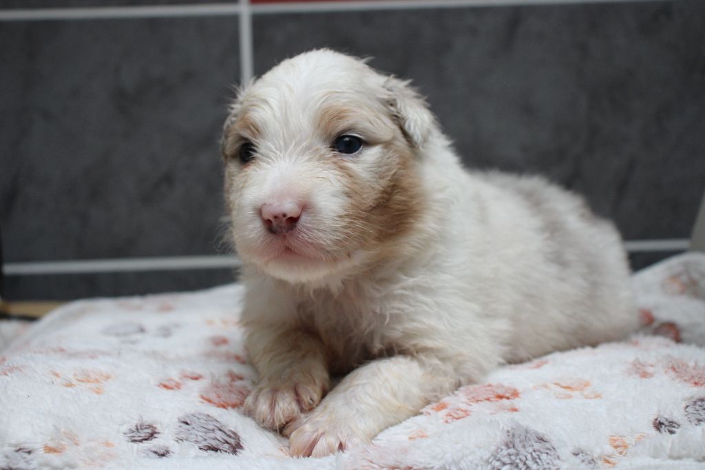 Of Little Blue Stars - Chiots disponibles - Berger Américain Miniature 