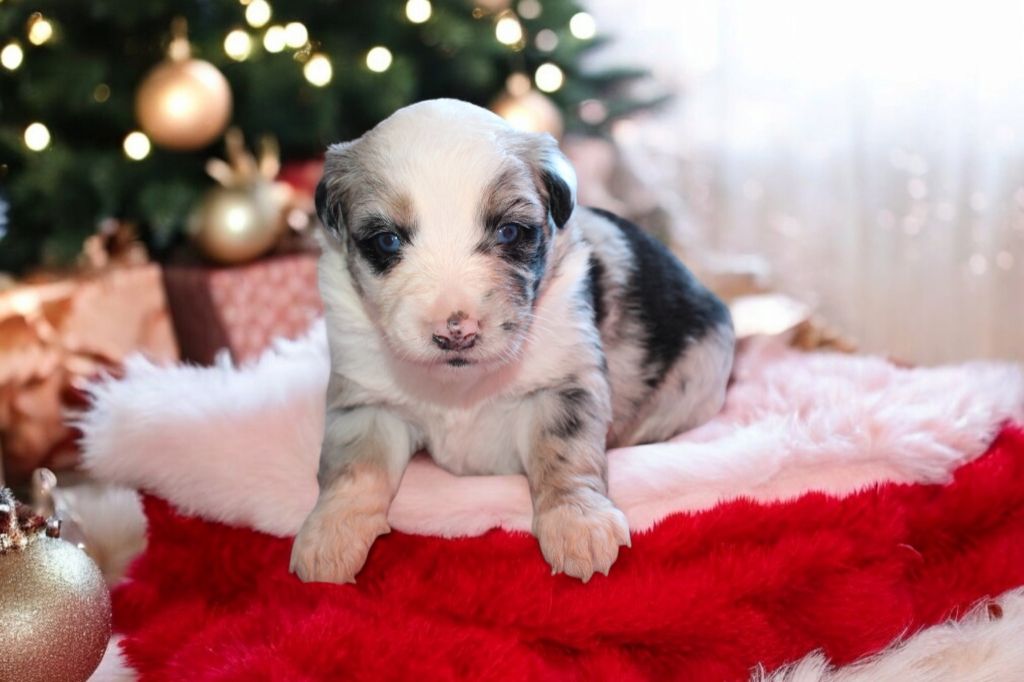 Chiot Berger Américain Miniature Of Little Blue Stars