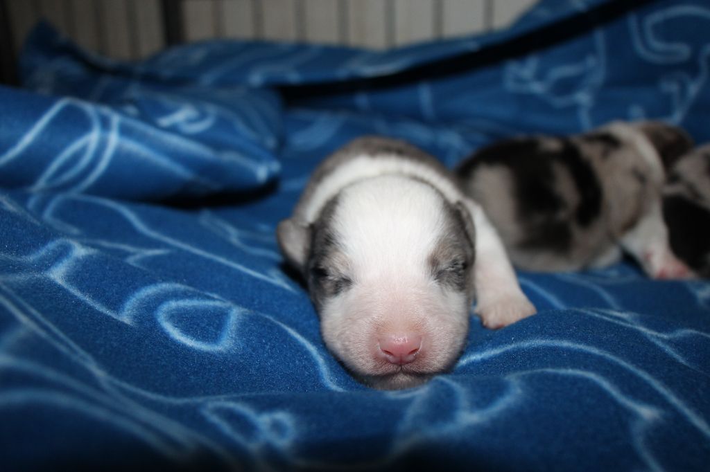 Of Little Blue Stars - Chiots disponibles - Berger Américain Miniature 