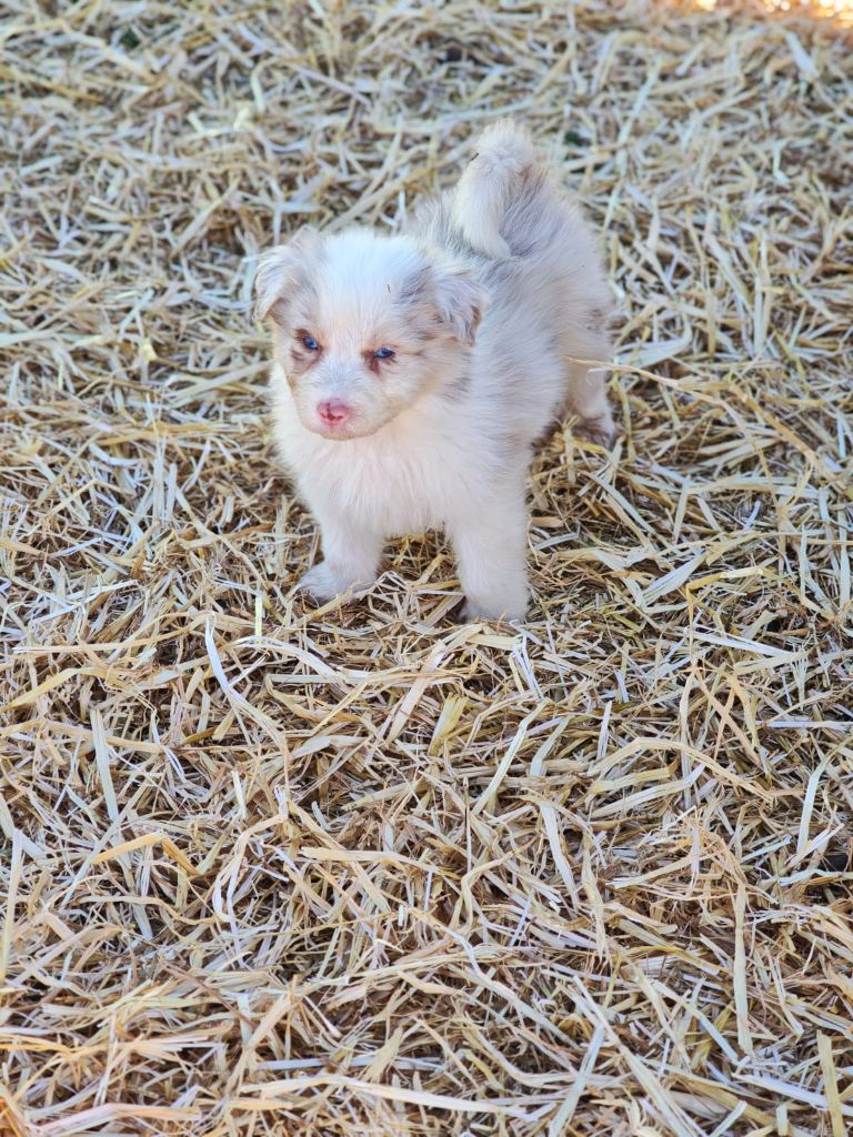Of Little Blue Stars - Chiots disponibles - Berger Australien