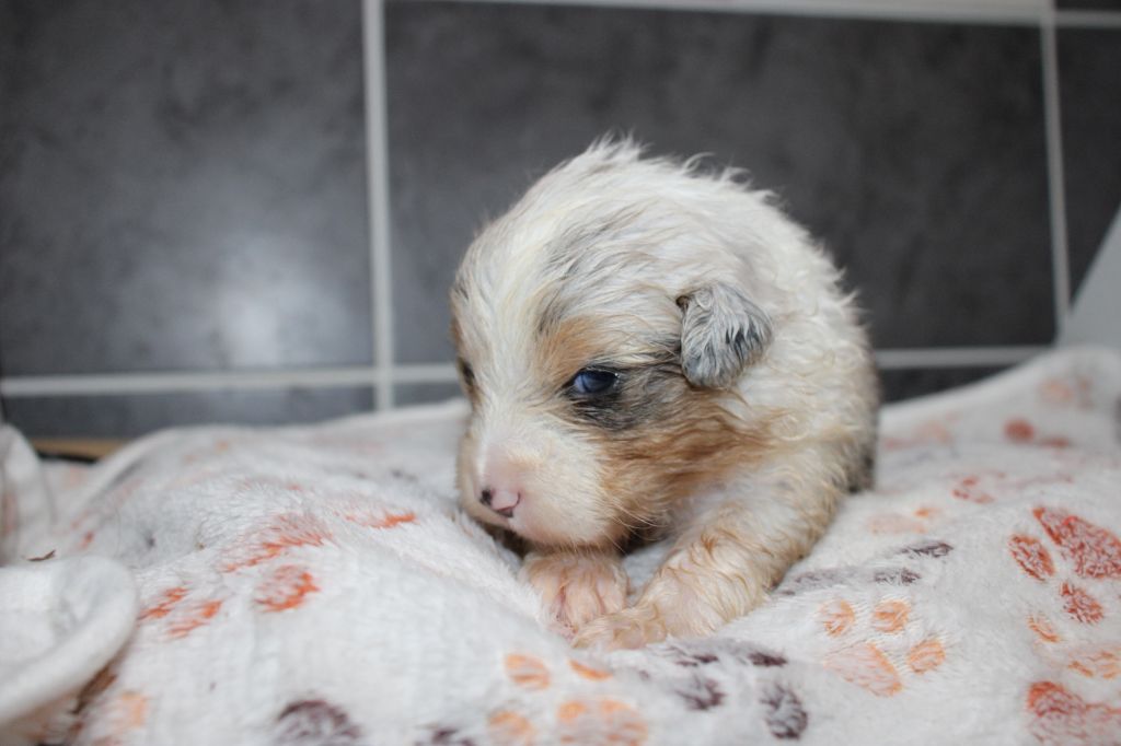 Of Little Blue Stars - Chiots disponibles - Berger Américain Miniature 