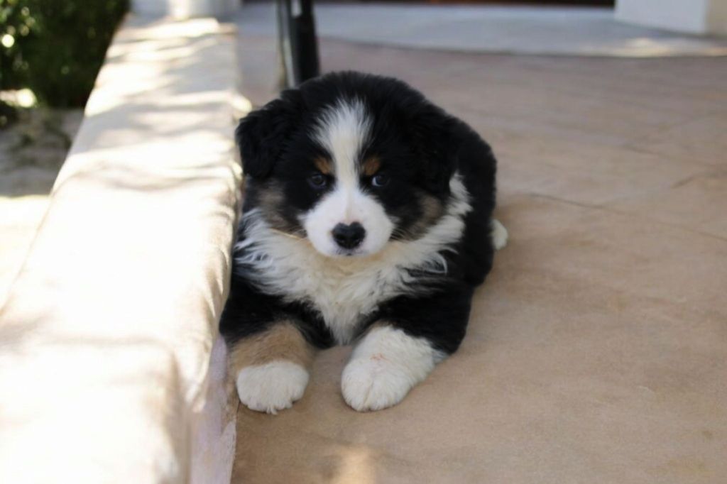 Of Little Blue Stars - Chiots disponibles - Berger Américain Miniature 