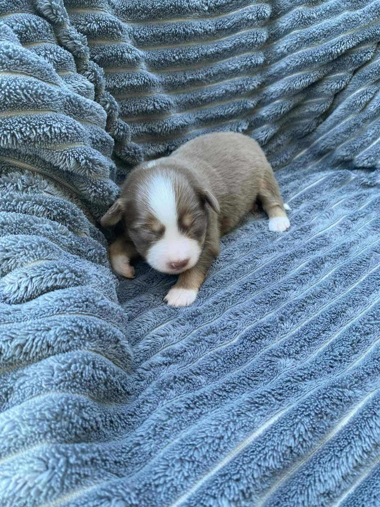 Of Little Blue Stars - Chiots disponibles - Berger Américain Miniature 