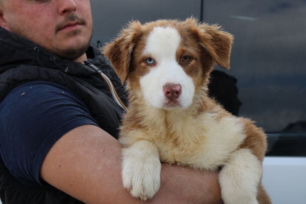 Of Little Blue Stars - Chiots disponibles - Berger Australien