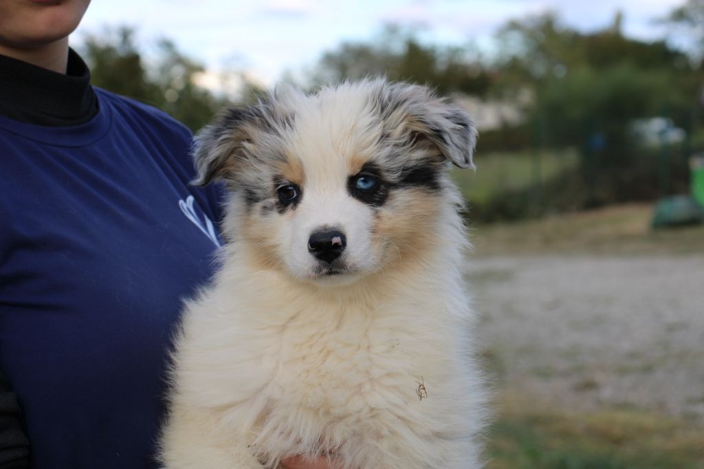 Of Little Blue Stars - Chiots disponibles - Berger Australien