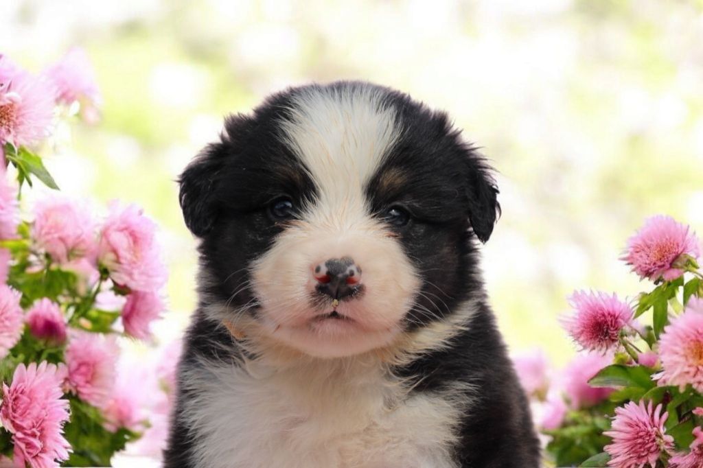 Of Little Blue Stars - Chiots disponibles - Berger Américain Miniature 