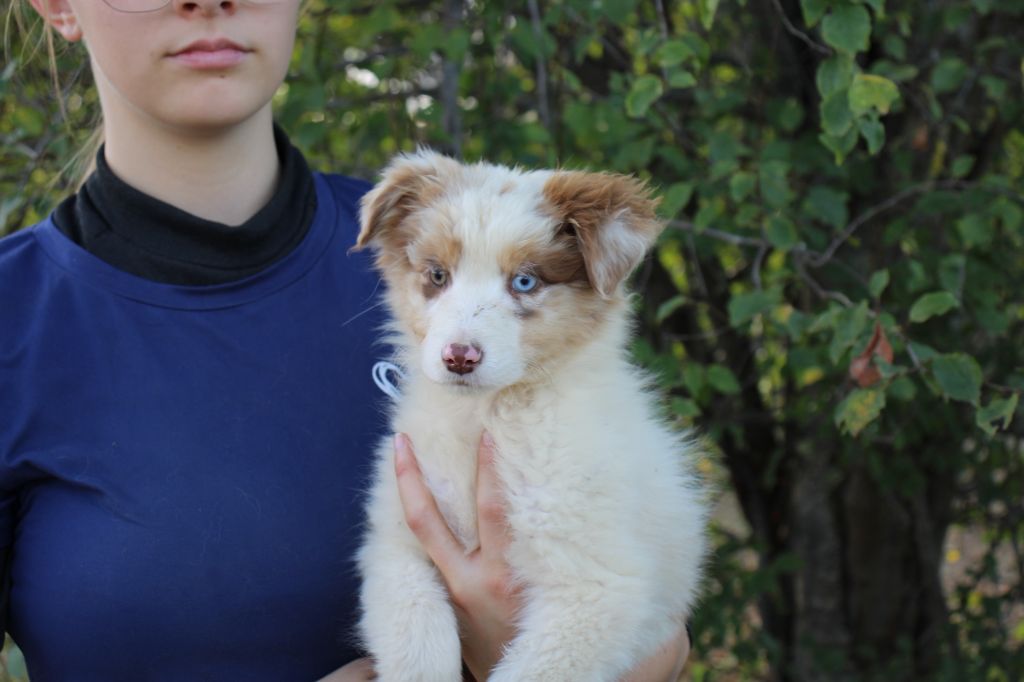 Of Little Blue Stars - Chiots disponibles - Berger Australien