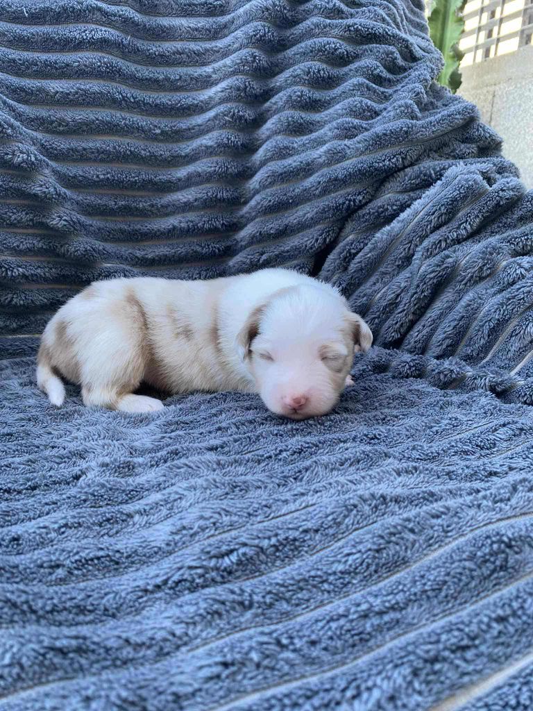 Of Little Blue Stars - Chiots disponibles - Berger Américain Miniature 