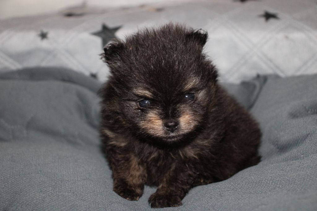 Of Little Blue Stars - Chiots disponibles - Spitz allemand