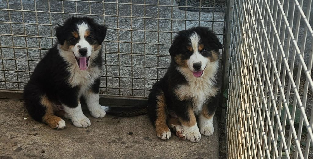 Of Little Blue Stars - Chiots disponibles - Berger Américain Miniature 