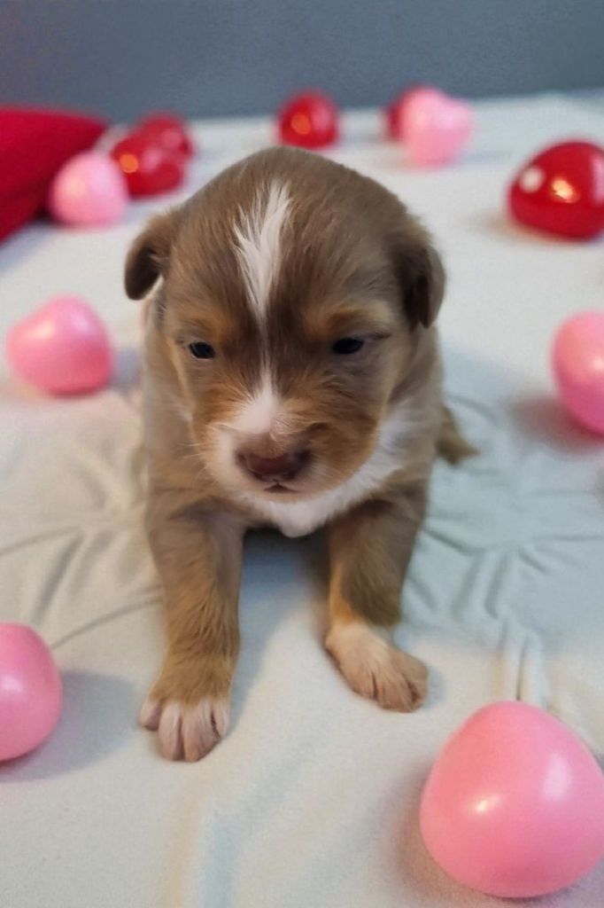 Of Little Blue Stars - Chiots disponibles - Berger Américain Miniature 