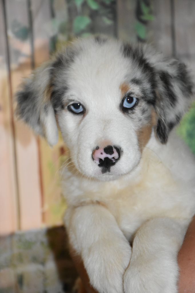 Of Little Blue Stars - Chiots disponibles - Berger Américain Miniature 