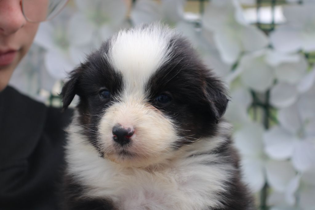 Of Little Blue Stars - Chiots disponibles - Berger Australien