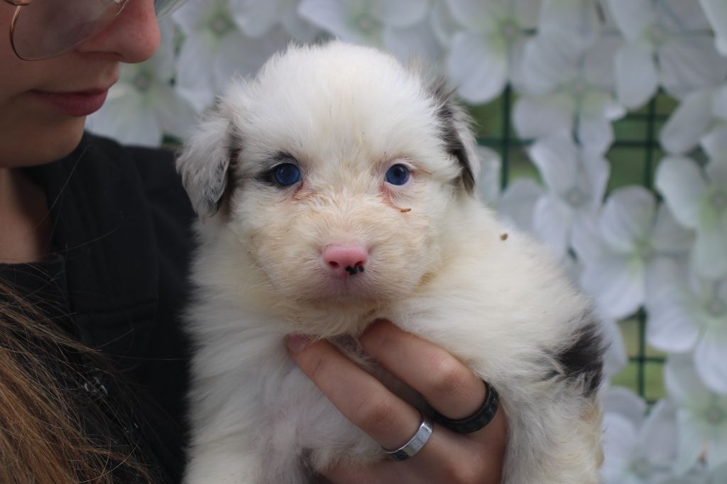 Of Little Blue Stars - Chiots disponibles - Berger Australien