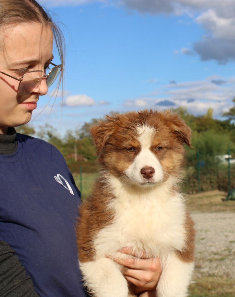 Of Little Blue Stars - Chiots disponibles - Berger Australien