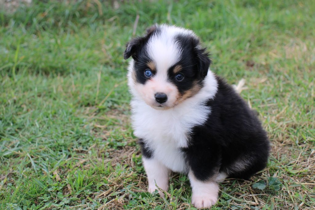 Of Little Blue Stars - Chiots disponibles - Berger Américain Miniature 