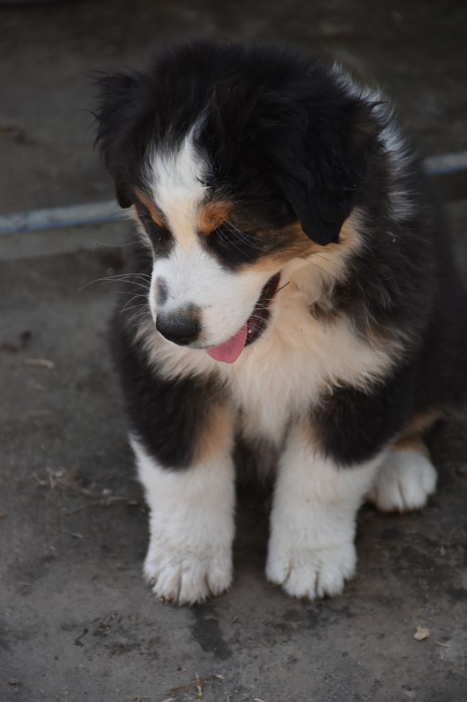 Of Little Blue Stars - Chiots disponibles - Berger Américain Miniature 