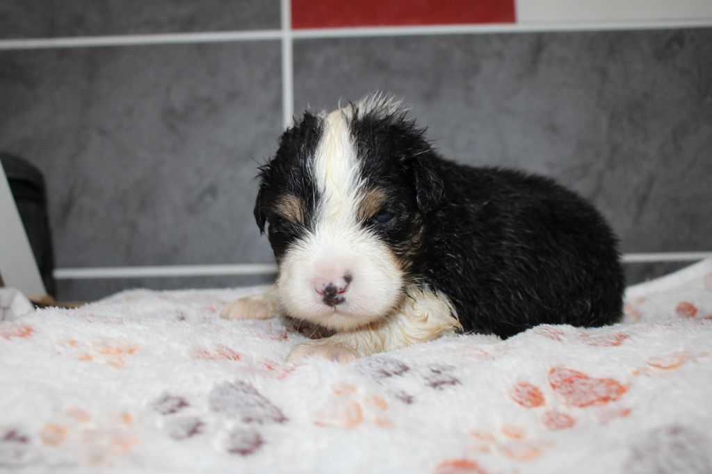 Of Little Blue Stars - Chiots disponibles - Berger Américain Miniature 