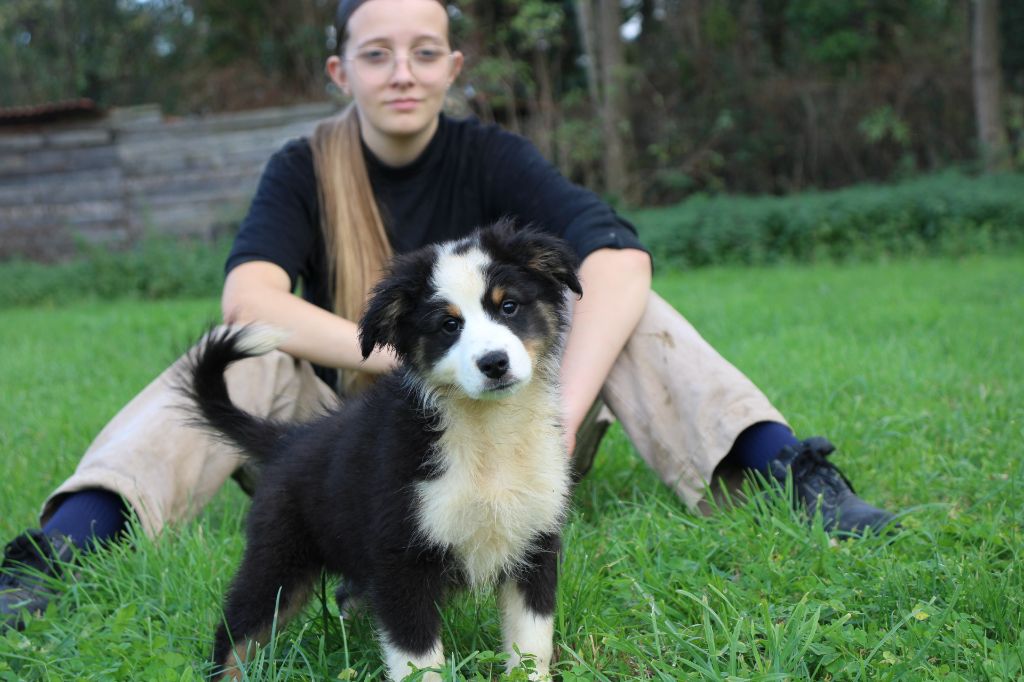 Of Little Blue Stars - Chiots disponibles - Berger Américain Miniature 