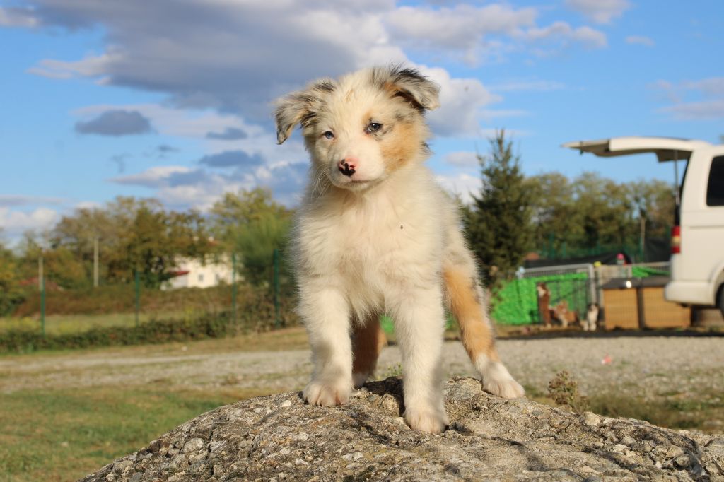 Of Little Blue Stars - Chiots disponibles - Berger Australien