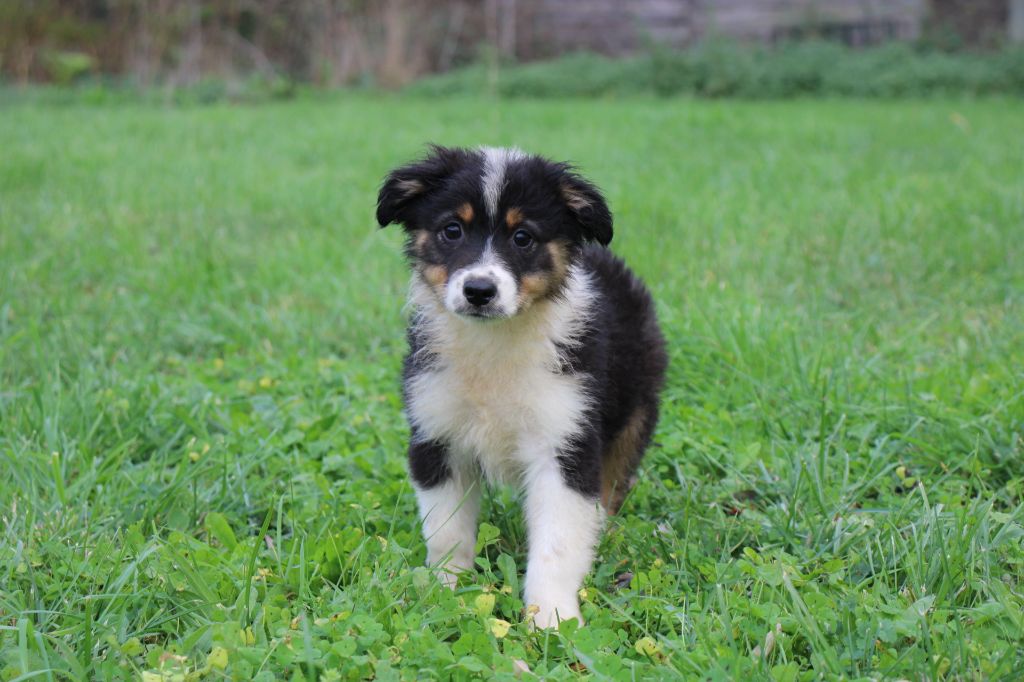 Of Little Blue Stars - Chiots disponibles - Berger Américain Miniature 