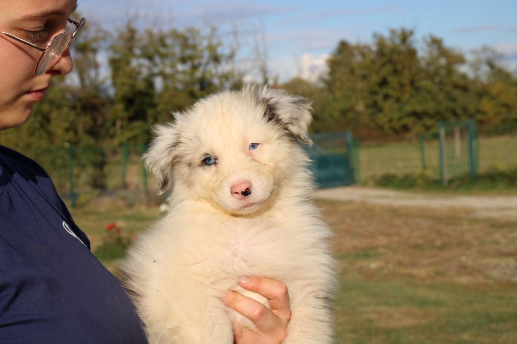 Of Little Blue Stars - Chiots disponibles - Berger Australien