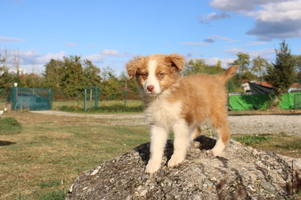 Of Little Blue Stars - Chiots disponibles - Berger Australien