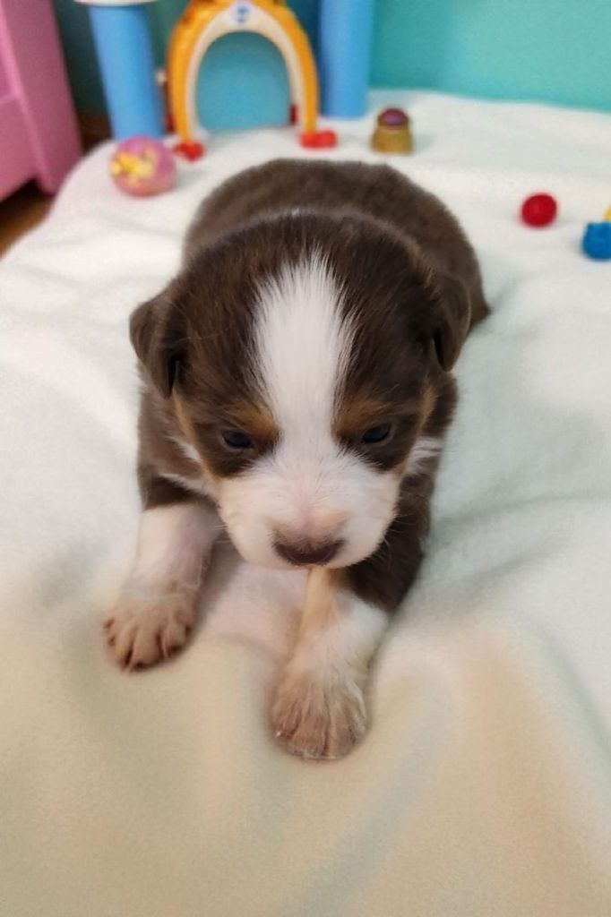 Of Little Blue Stars - Chiots disponibles - Berger Américain Miniature 