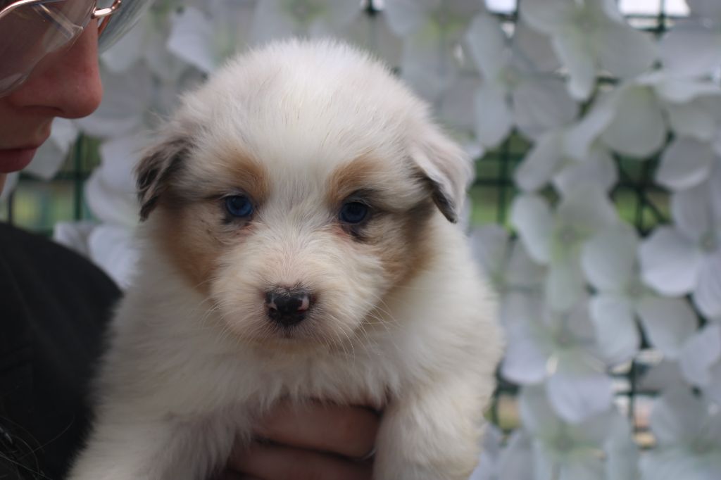 Of Little Blue Stars - Chiots disponibles - Berger Australien