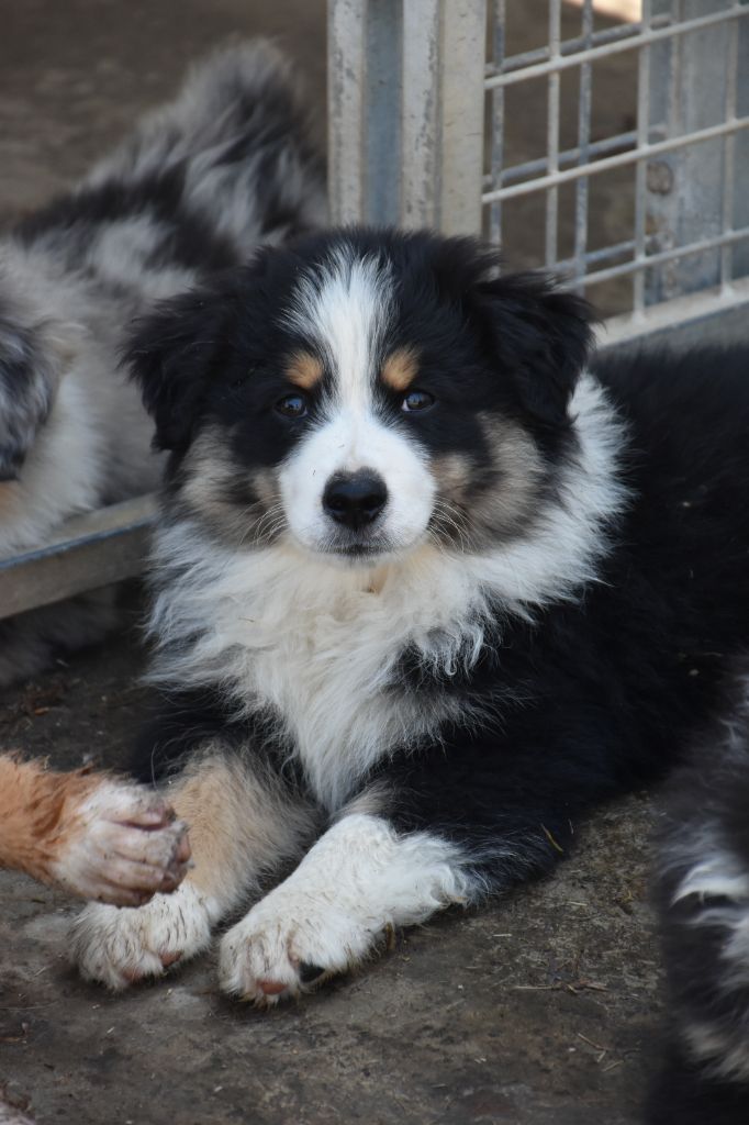 Of Little Blue Stars - Chiots disponibles - Berger Américain Miniature 