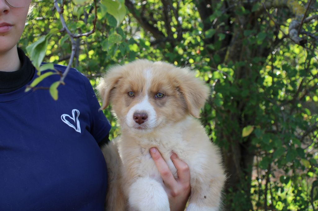 Of Little Blue Stars - Chiots disponibles - Berger Australien