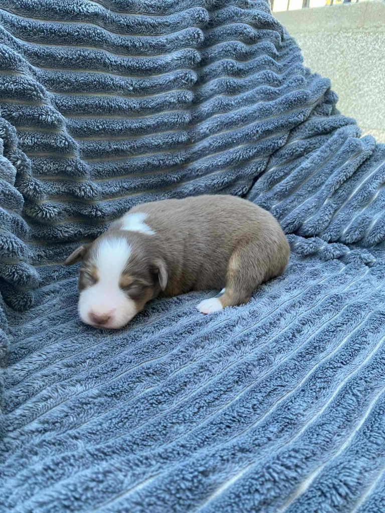 Of Little Blue Stars - Chiots disponibles - Berger Américain Miniature 