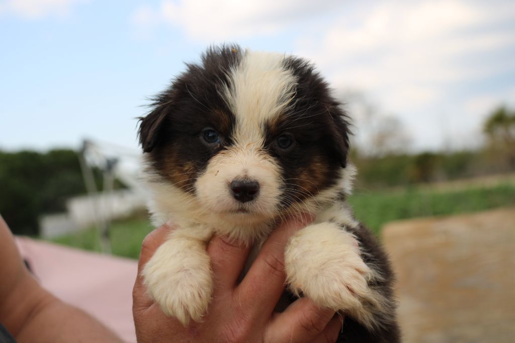 Of Little Blue Stars - Chiots disponibles - Berger Australien