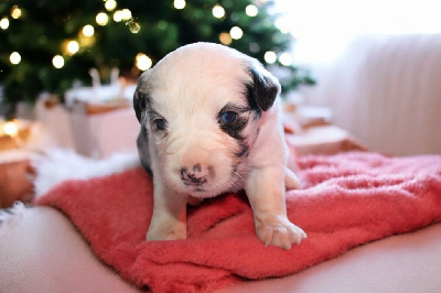 CHIOT 4
