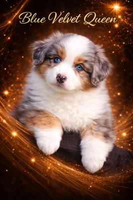 Blue Velvet Queen