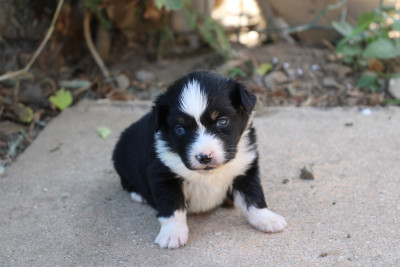 Chiot N°2