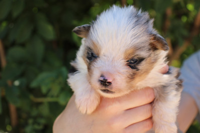 Chiot N°3