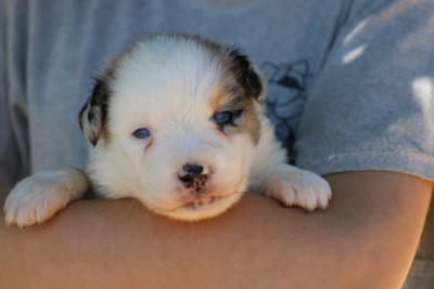 Chiot N°4