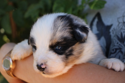Chiot N°5