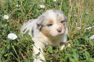 Chiot N°1