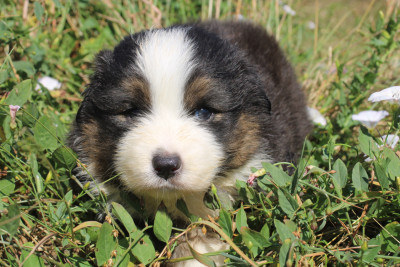 Chiot N°3