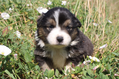 Chiot N°4